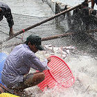 Catfish farm in Vietnam